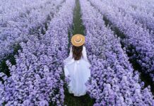 Mastering Advanced Techniques for African Violet Care African Violet Care