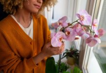 Mastering the Art of African Violet Care: A Comprehensive Guide African Violet Care