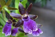 Unveiling the Art and Science of African Violet Hybridization and Breeding African Violet Hybridization and Breeding